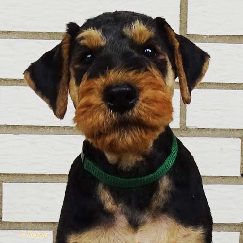 Airedale Terrier