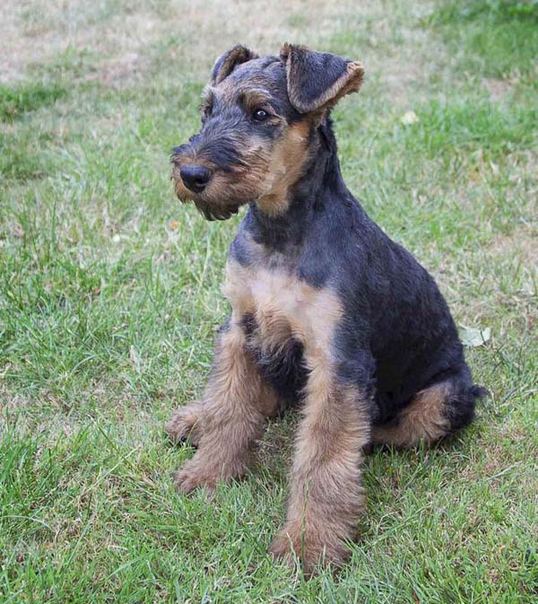 Airedale Terrier