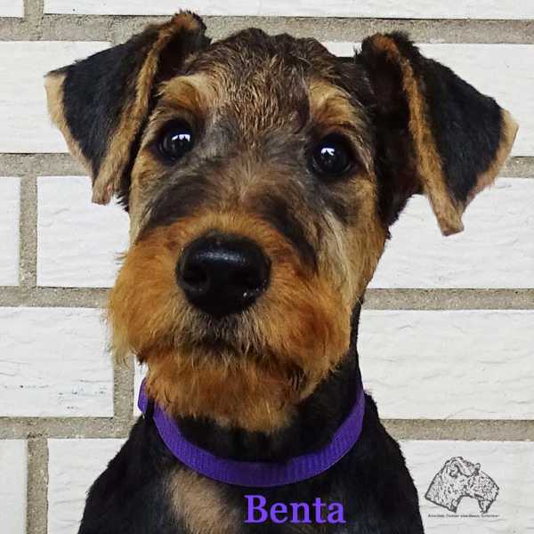 Airedale Terrier
