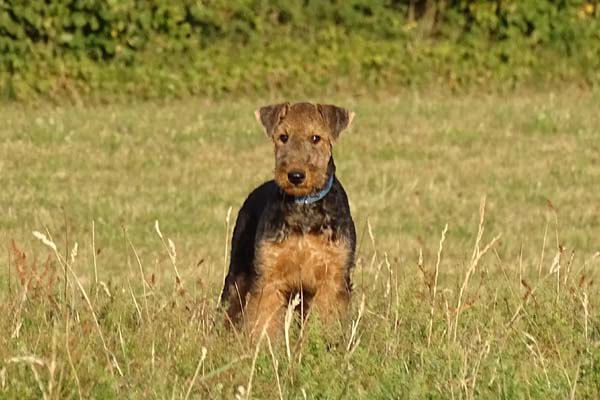 Airedale Terrier