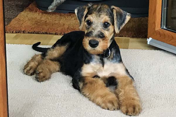 Airedale Terrier