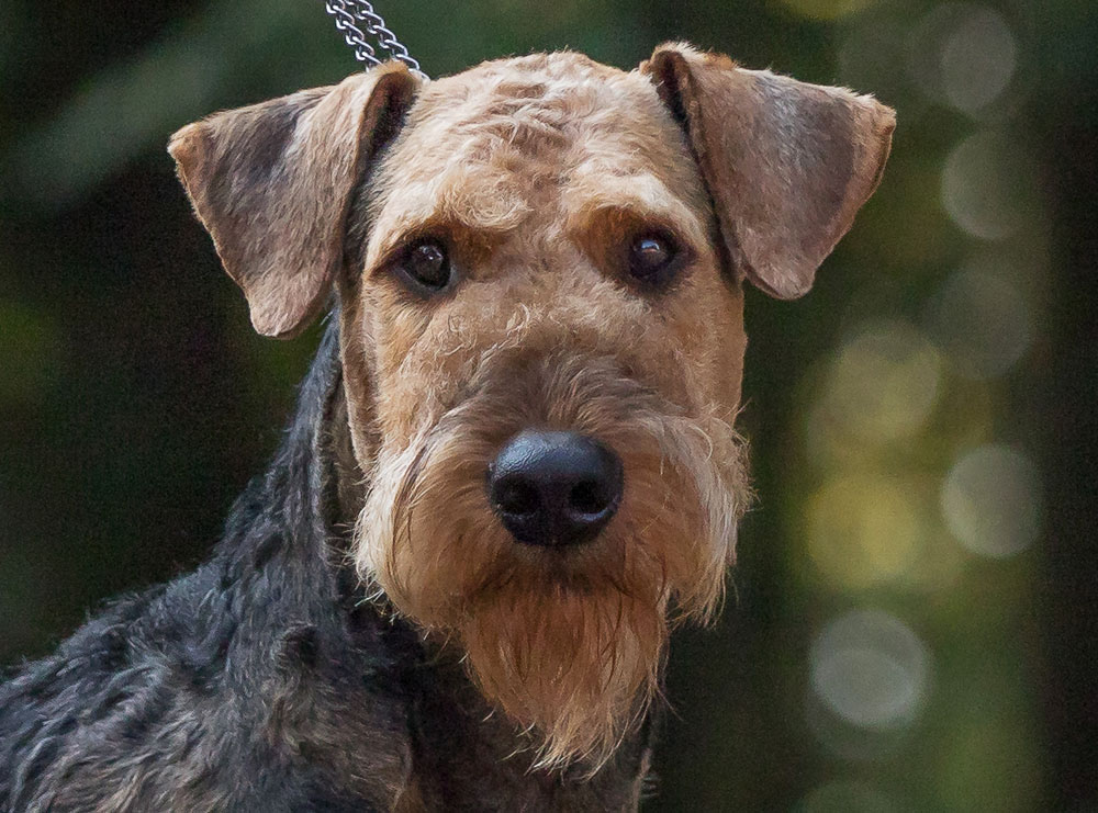 Airedale Terrier Deckrüde Casanova von Haus Schirmer