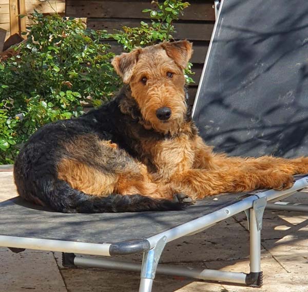 Airedale Terrier