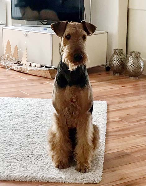 Airedale Terrier