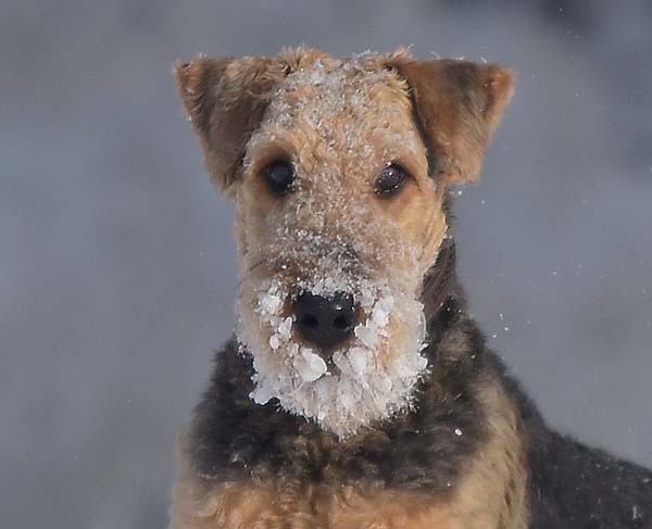 Airedale Terrier