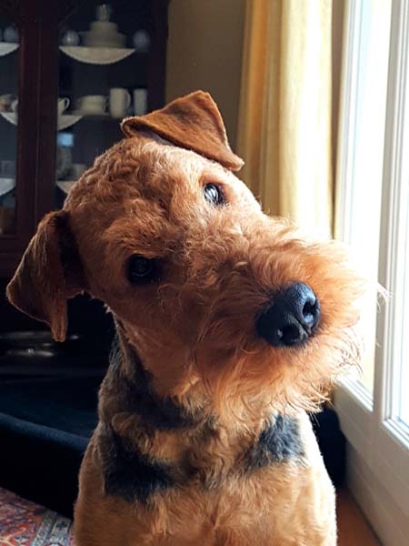 Airedale Terrier