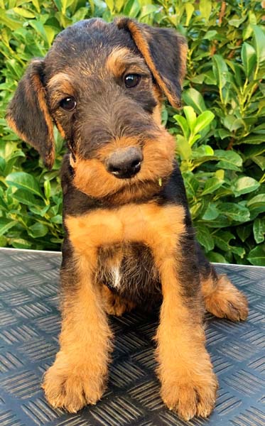 Airedale Terrier