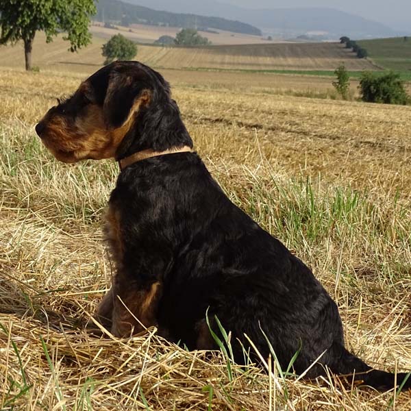 Airedale Terrier