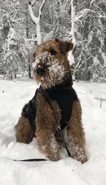 Airedale Terrier