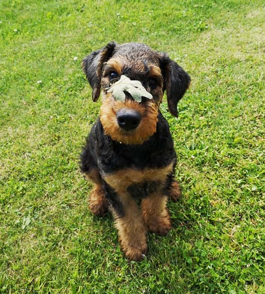 Airedale Terrier