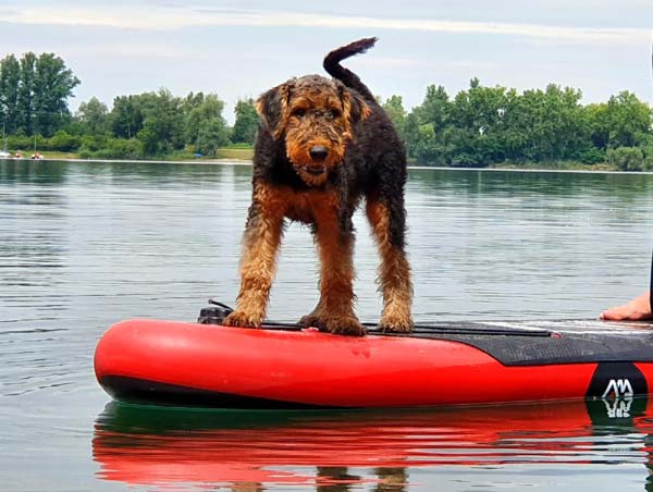 Airedale Terrier