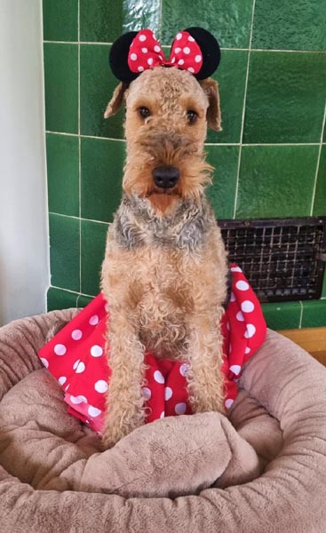 Airedale Terrier