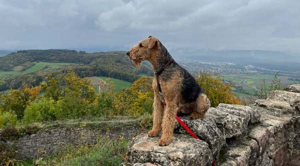 Airedale Terrier