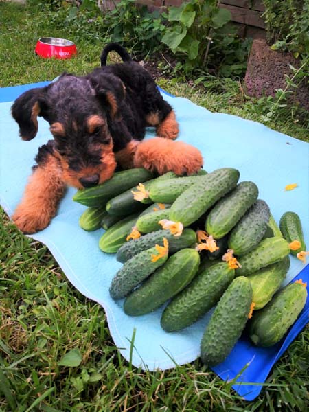 Airedale Terrier