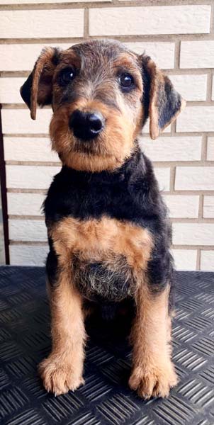 Airedale Terrier