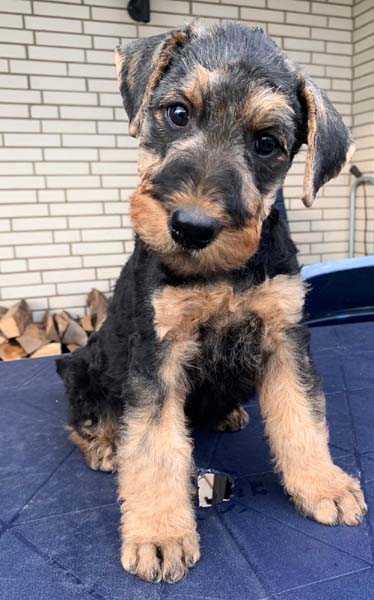 Airedale Terrier