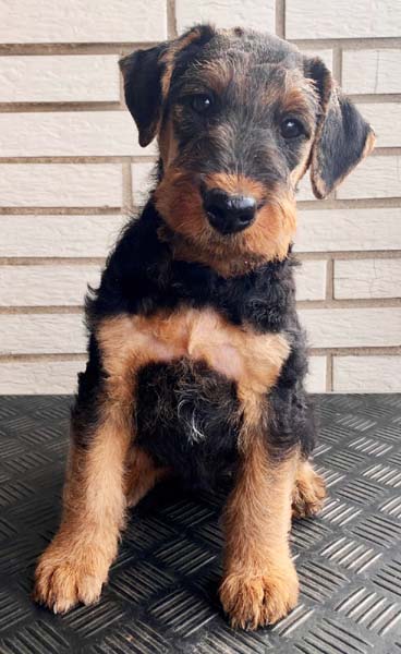 Airedale Terrier