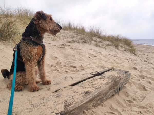 Airedale Terrier