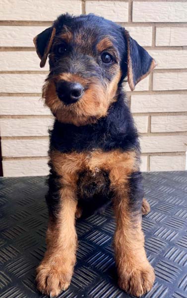 Airedale Terrier