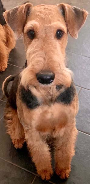 Airedale Terrier