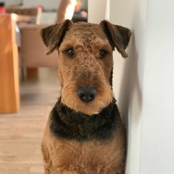 Airedale Terrier