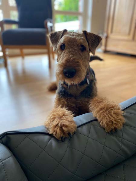 Airedale Terrier