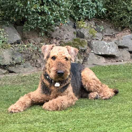 Airedale Terrier