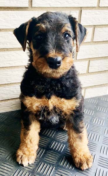 Airedale Terrier