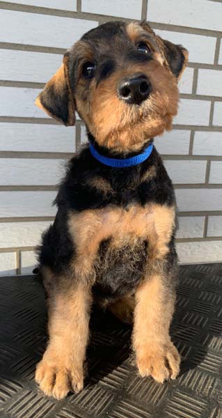 Airedale Terrier