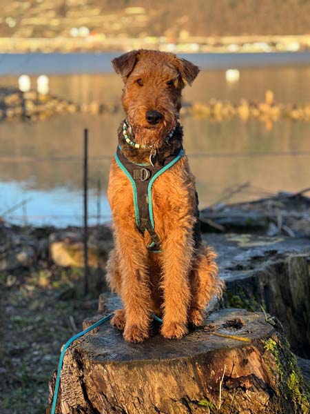 Airedale Terrier