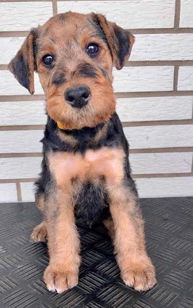 Airedale Terrier