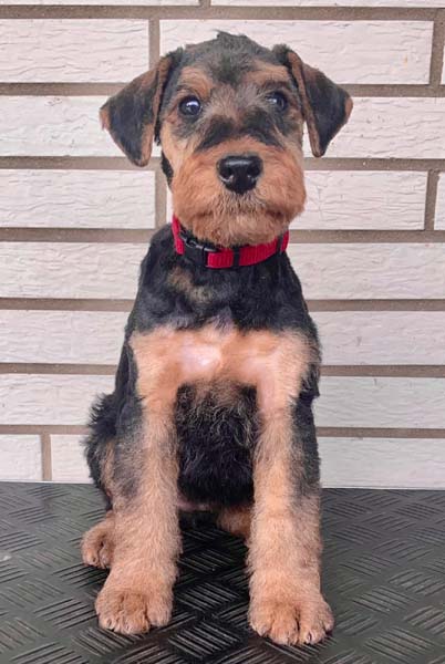 Airedale Terrier