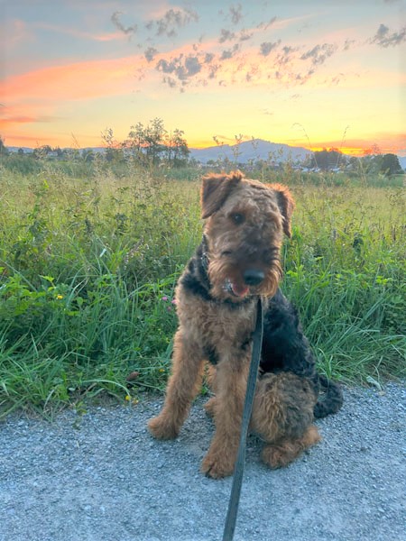 Airedale Terrier