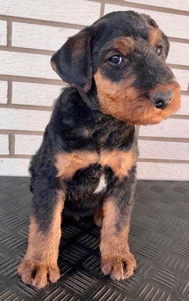 Airedale Terrier