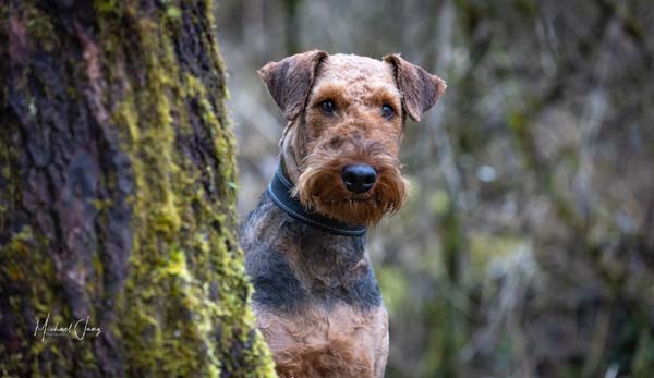 Airedale Terrier