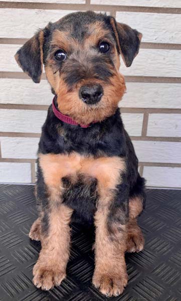 Airedale Terrier