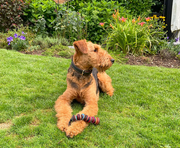 Airedale Terrier