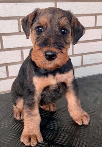 Airedale Terrier