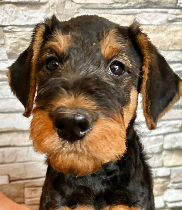 Airedale Terrier