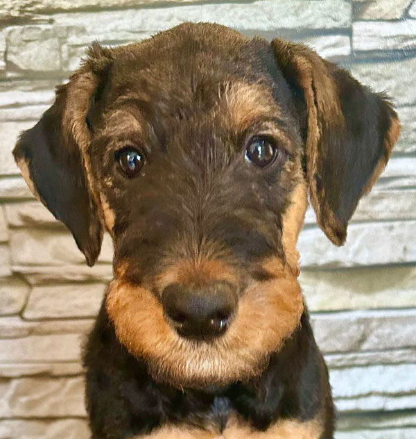 Airedale Terrier