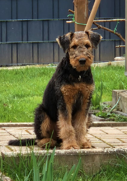 Airedale Terrier