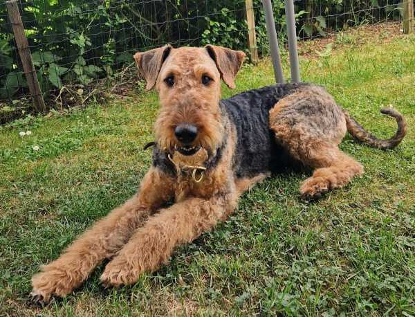 Airedale Terrier