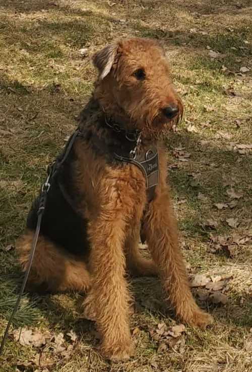 Airedale Terrier