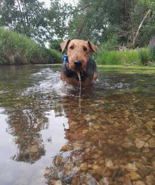 Airedale Terrier