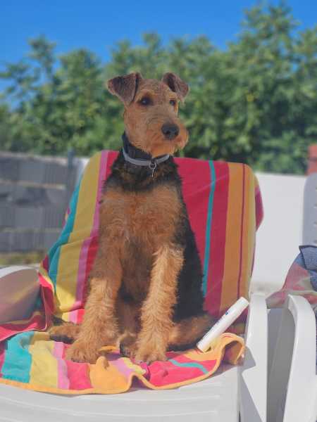 Airedale Terrier