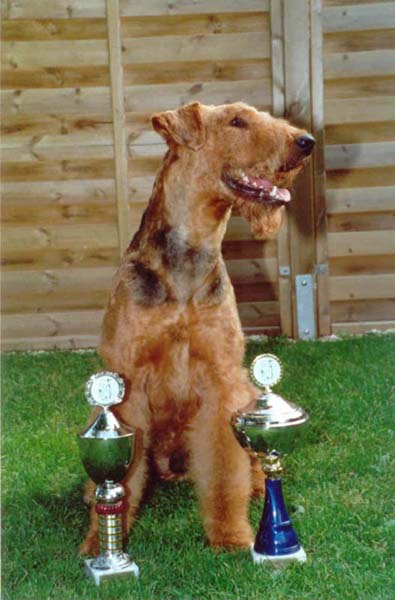 Airedale Terrier