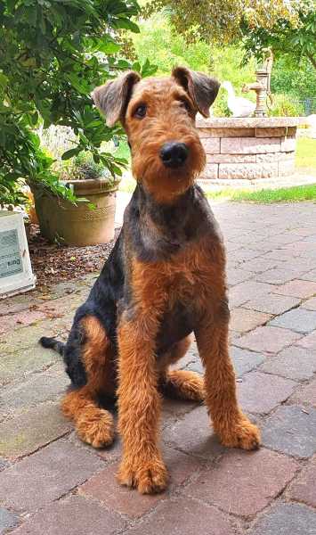 Airedale Terrier