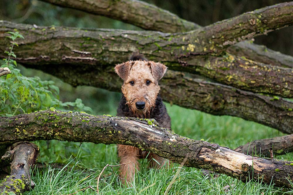 Airedale Terrier