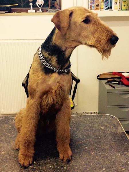 Airedale Terrier