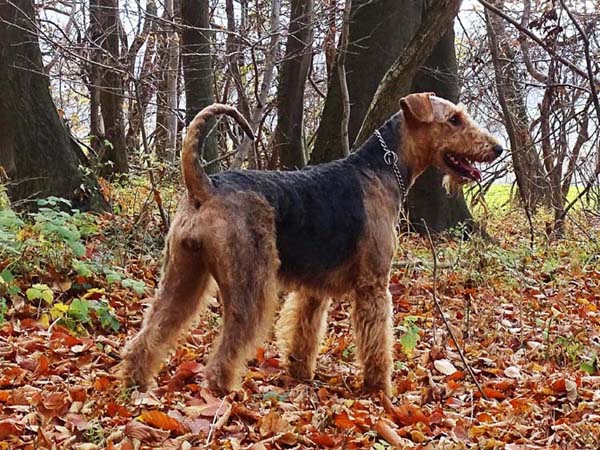 Airedale Terrier